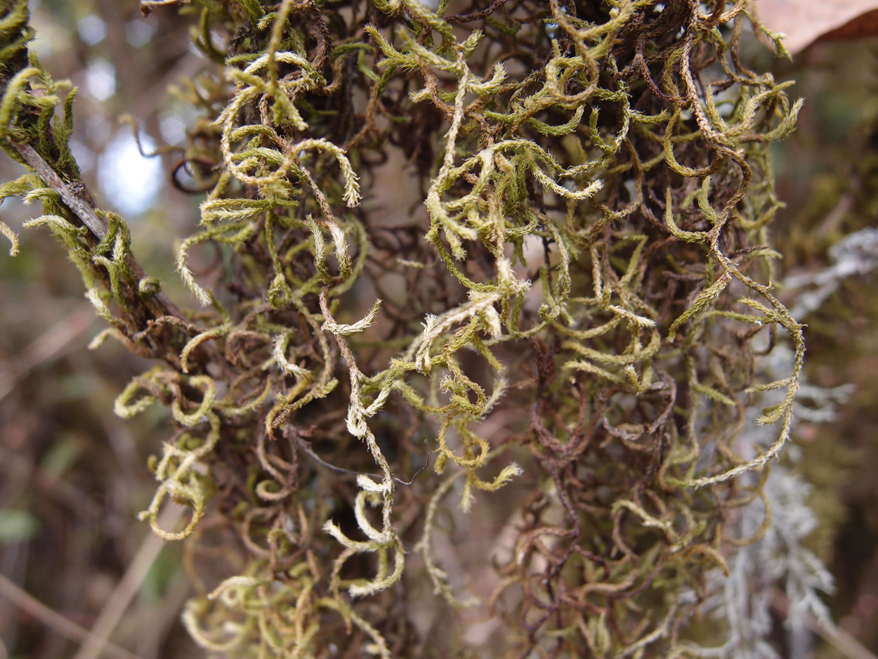 2018-01-16 12 Uhr - Im Shivapuri Nagarjun National Park (Nagi Gumba) (Foto) 